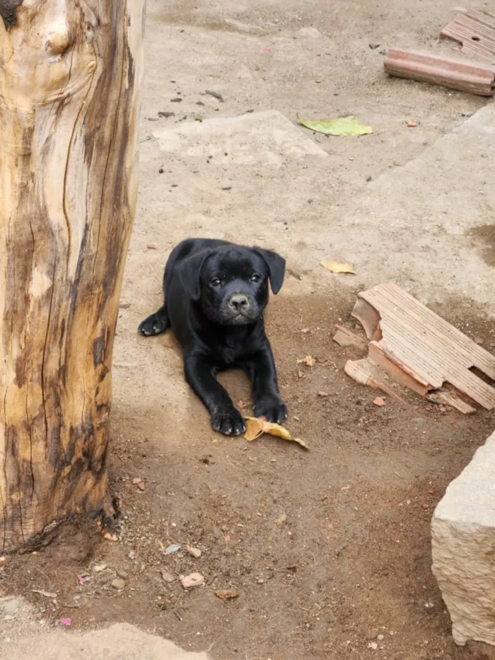 Cachorro raça SRD-ViraLata idade 2 a 6 meses nome Lucke