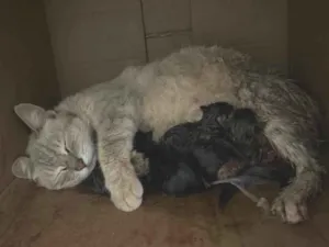 Gato raça SRD-ViraLata idade 2 a 6 meses nome Kelly