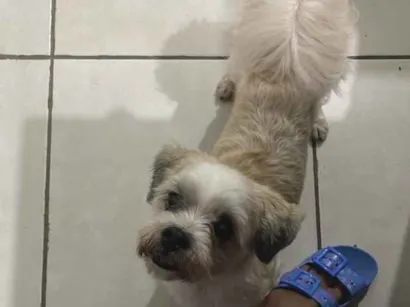 Cachorro raça Lhasa Apso idade 6 ou mais anos nome Max