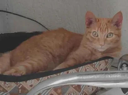 Gato raça SRD-ViraLata idade 7 a 11 meses nome Theo