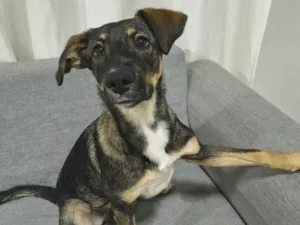Cachorro raça SRD-ViraLata idade 2 a 6 meses nome Bob