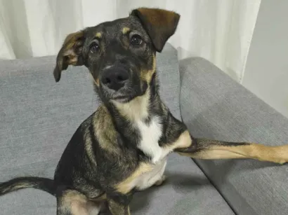 Cachorro raça SRD-ViraLata idade 2 a 6 meses nome Bob