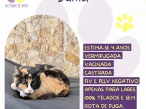 Gato raça SRD-ViraLata idade 4 anos nome Juma