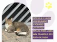 Tico