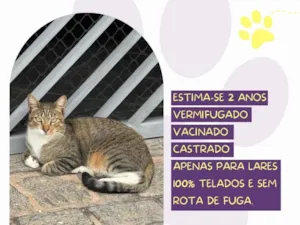 Gato raça SRD-ViraLata idade 2 anos nome Tico