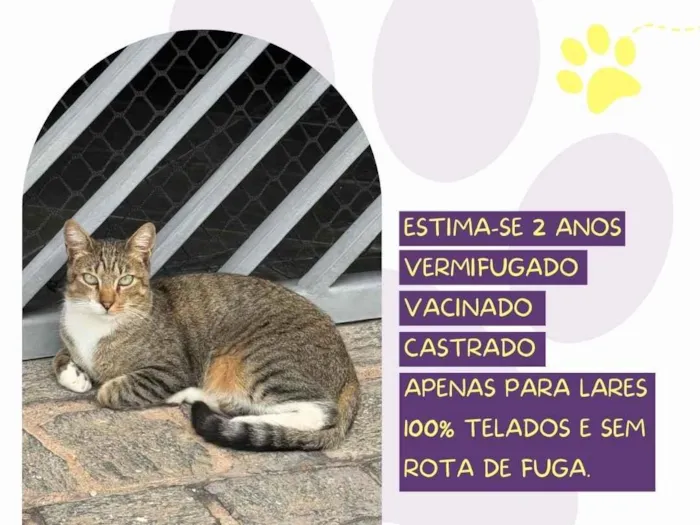 Gato raça SRD-ViraLata idade 2 anos nome Tico