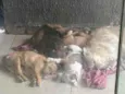 pequenos 