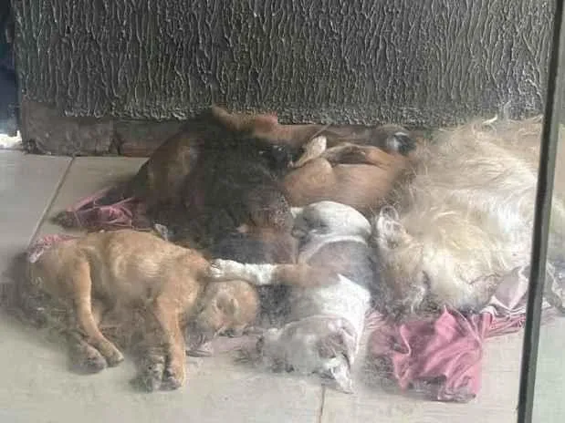 Cachorro raça SRD-ViraLata idade Abaixo de 2 meses nome pequenos 
