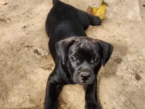 Cachorro raça SRD-ViraLata idade 2 a 6 meses nome Lucke