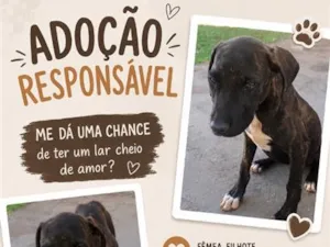 Cachorro raça SRD-ViraLata idade 2 a 6 meses nome Tigreza