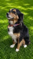 Dalila