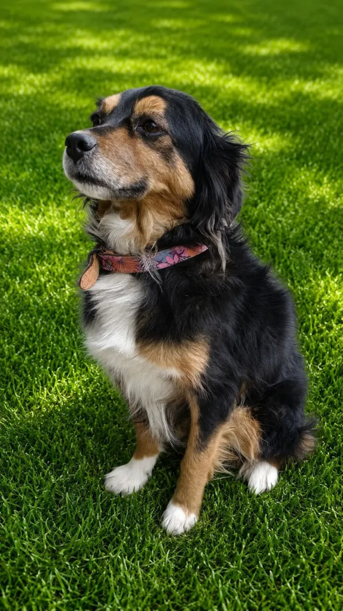 Cachorro raça SRD-ViraLata idade 3 anos nome Dalila