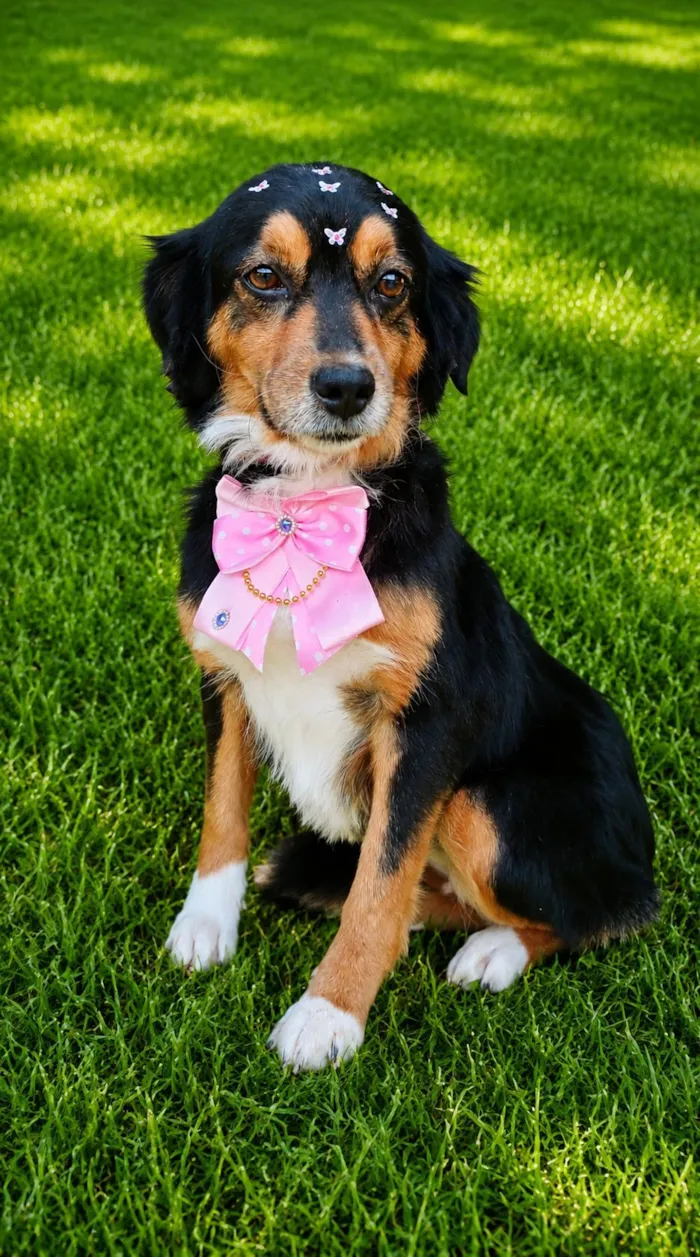 Cachorro raça SRD-ViraLata idade 3 anos nome Dalila