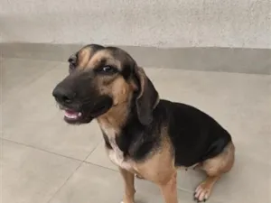 Cachorro raça SRD-ViraLata idade 1 ano nome Duo