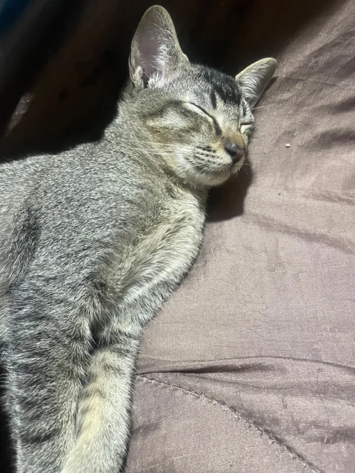 Gato raça SRD-ViraLata idade 7 a 11 meses nome Chandler