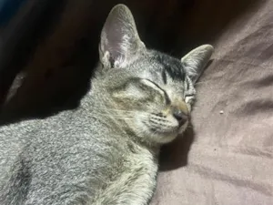 Gato raça SRD-ViraLata idade 7 a 11 meses nome Chandler