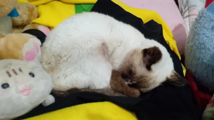 Gato raça Siamês idade 6 ou mais anos nome suzy