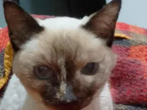 Gato raça Siamês idade 6 ou mais anos nome suzy