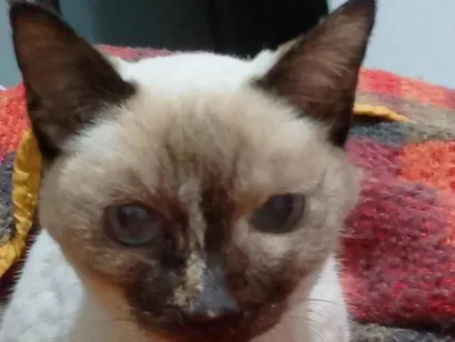 Gato raça Siamês idade 6 ou mais anos nome suzy