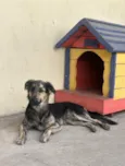 Jake