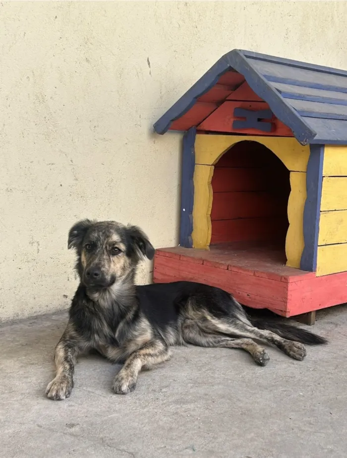 Cachorro raça SRD-ViraLata idade 1 ano nome Jake