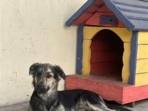 Cachorro raça SRD-ViraLata idade 1 ano nome Jake