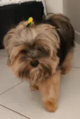 Totó