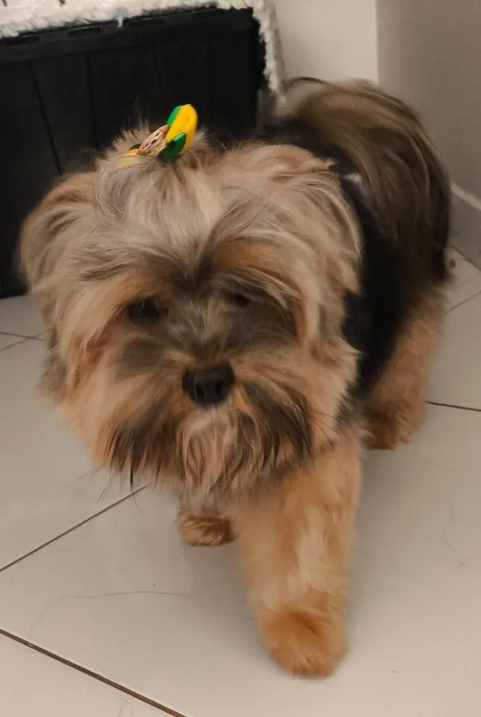 Cachorro raça SRD-ViraLata idade 3 anos nome Totó