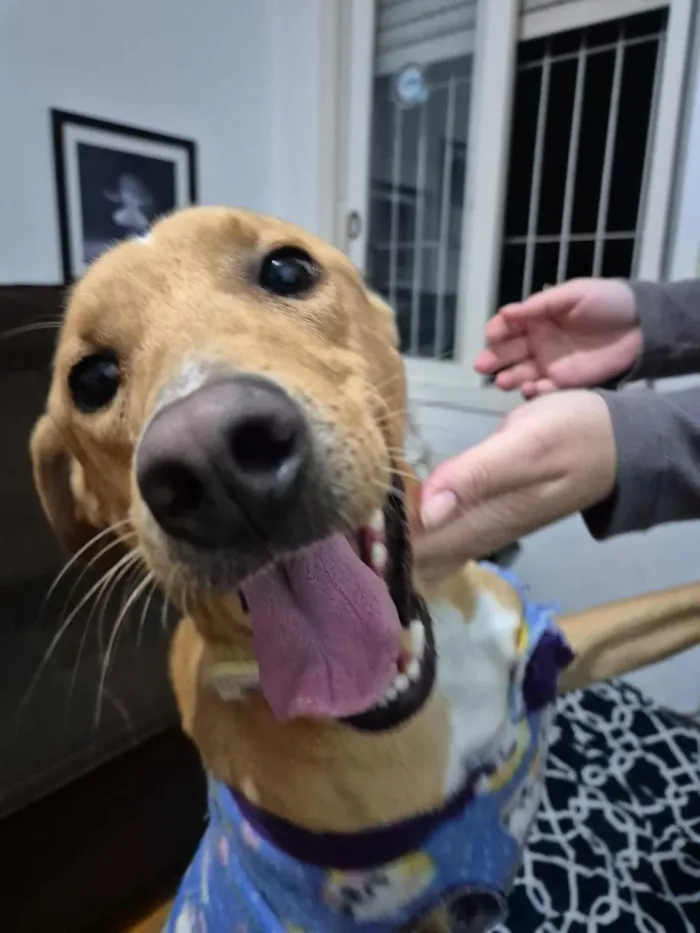 Cachorro raça SRD-ViraLata idade 1 ano nome caramelo filhotãO