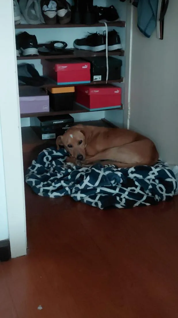 Cachorro raça SRD-ViraLata idade 1 ano nome caramelo filhotãO