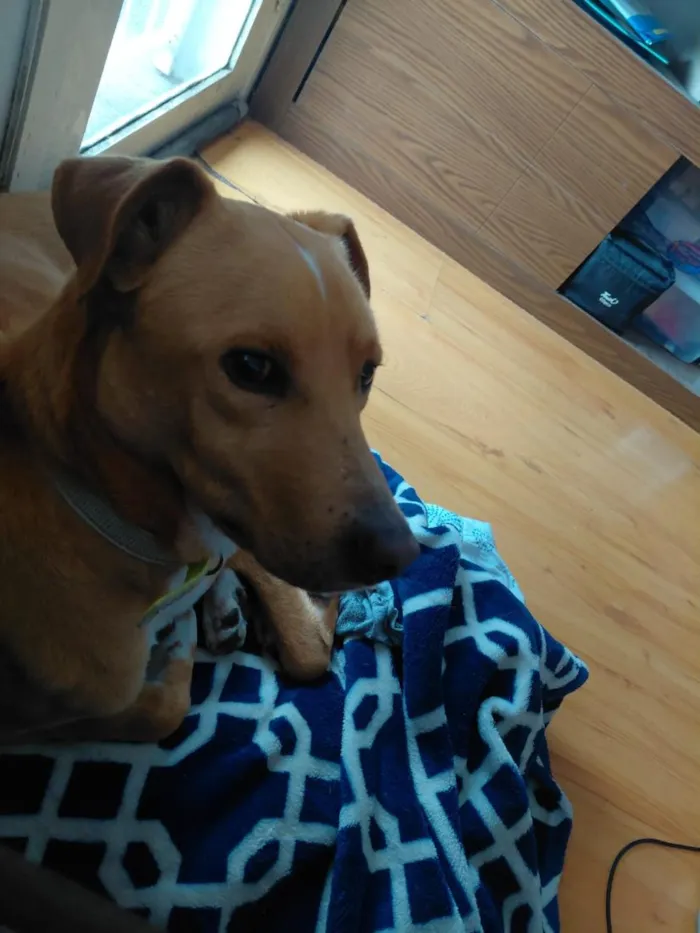 Cachorro raça SRD-ViraLata idade 1 ano nome caramelo filhotãO