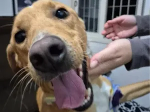 Cachorro raça SRD-ViraLata idade 1 ano nome caramelo filhotãO