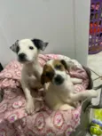 filhotes resgatados