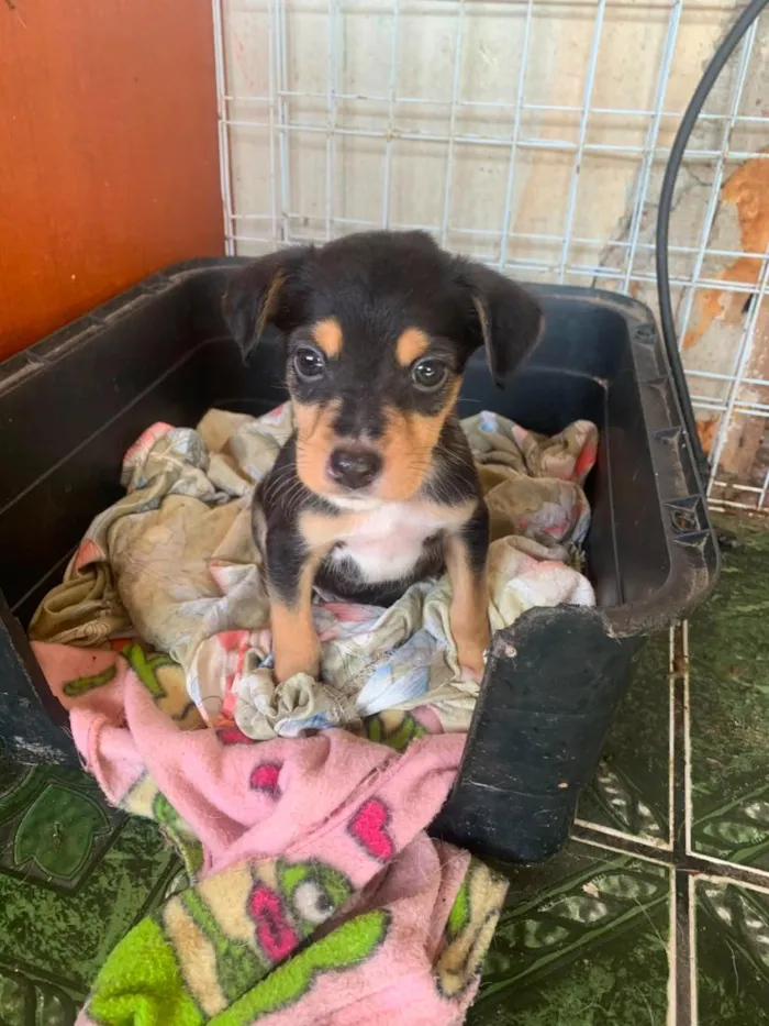 Cachorro raça SRD-ViraLata idade 2 a 6 meses nome filhotes resgatados