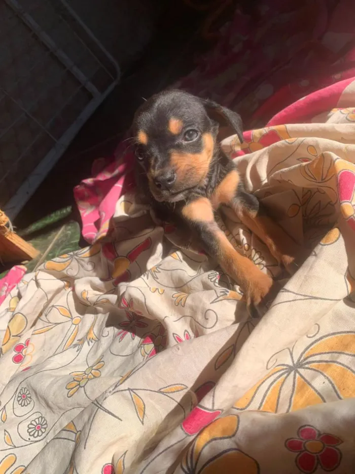 Cachorro raça SRD-ViraLata idade 2 a 6 meses nome filhotes resgatados