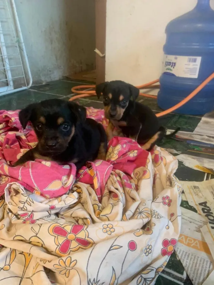 Cachorro raça SRD-ViraLata idade 2 a 6 meses nome filhotes resgatados