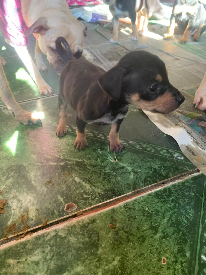 Cachorro raça SRD-ViraLata idade 2 a 6 meses nome filhotes resgatados
