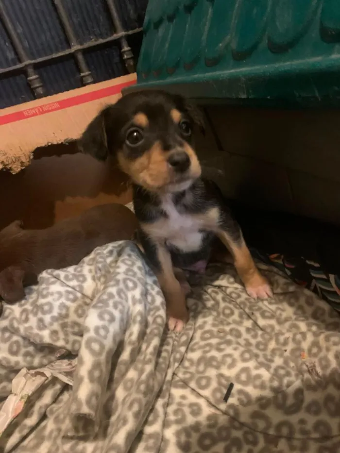 Cachorro raça SRD-ViraLata idade 2 a 6 meses nome filhotes resgatados