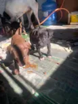 filhotes resgatados
