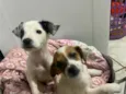 filhotes resgatados
