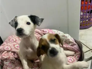 Cachorro raça SRD-ViraLata idade 2 a 6 meses nome filhotes resgatados