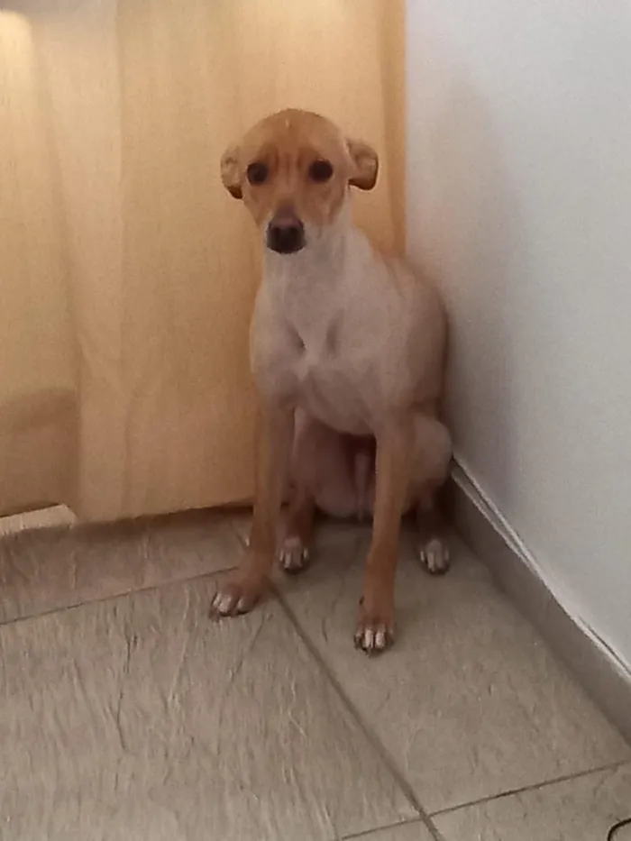 Cachorro raça SRD-ViraLata idade 6 ou mais anos nome Atreus