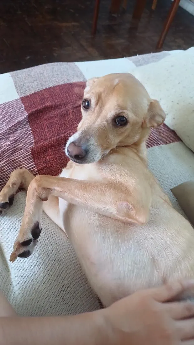 Cachorro raça SRD-ViraLata idade 6 ou mais anos nome Atreus