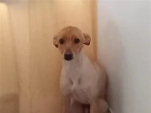 Cachorro raça SRD-ViraLata idade 6 ou mais anos nome Atreus