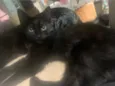 filhote preto 