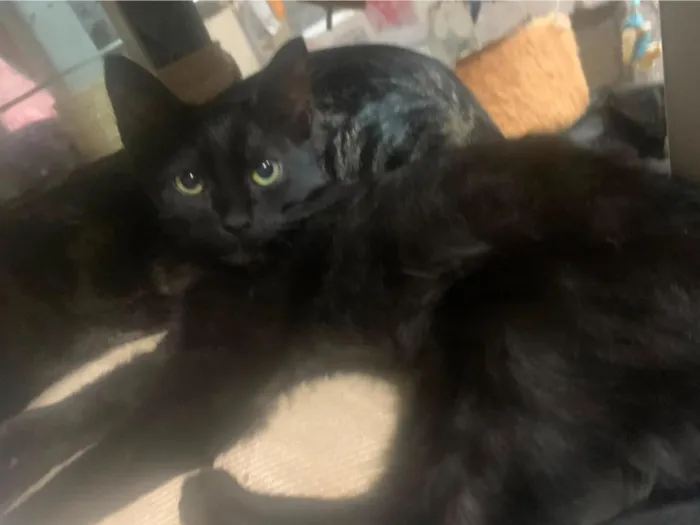 Gato raça SRD-ViraLata idade 2 a 6 meses nome filhote preto 