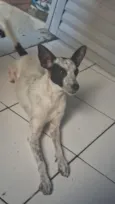 Mel