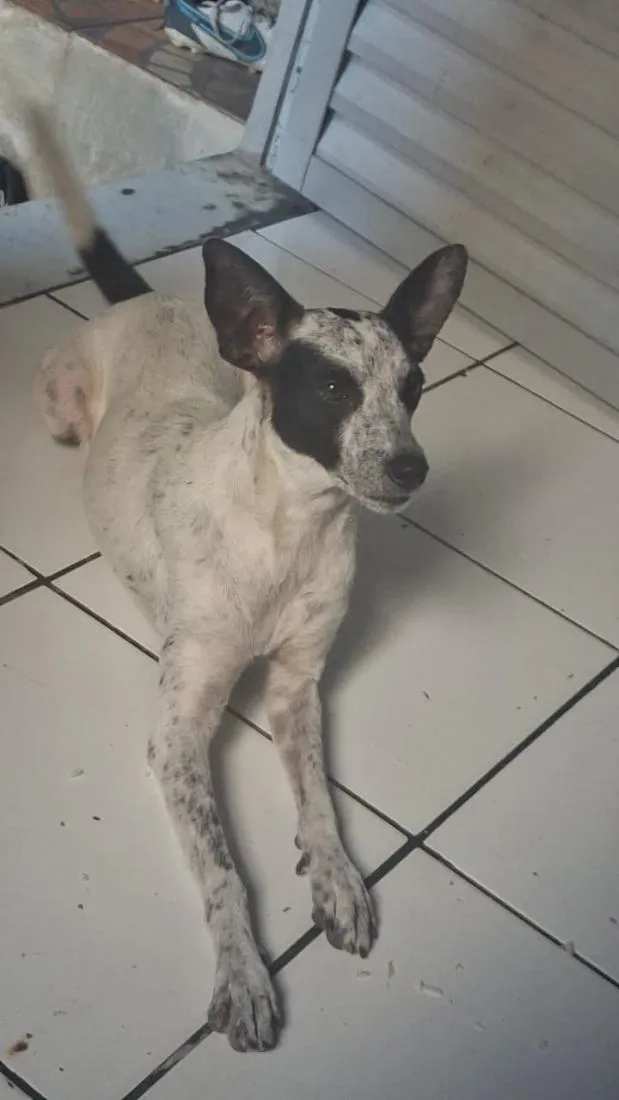 Cachorro raça SRD-ViraLata idade 3 anos nome Mel