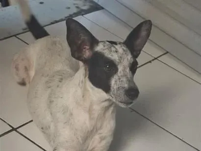 Cachorro raça SRD-ViraLata idade 3 anos nome Mel