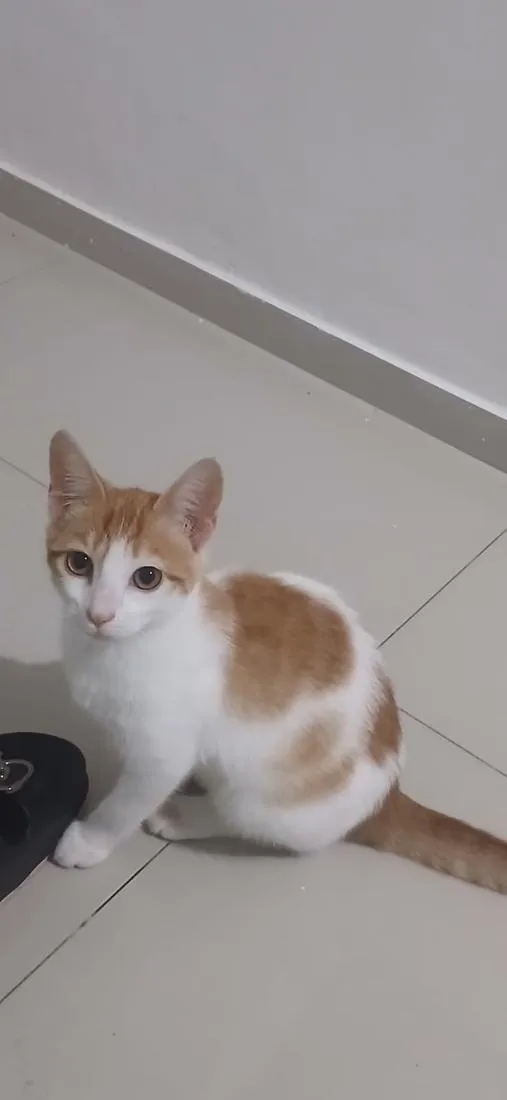Gato raça SRD-ViraLata idade 2 a 6 meses nome sunny